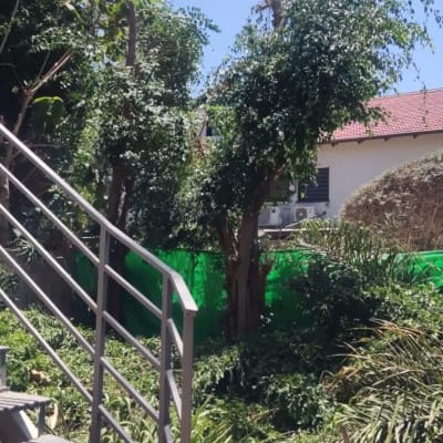 עצים גזומים עם ענפים חתוכים על הקרקע