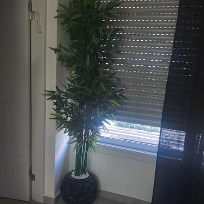 עציץ במבוק ליד חלון עם תריסים סגורים