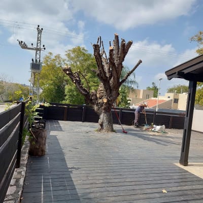 עץ גזום עם אדם מנקה עלים על רצפת עץ