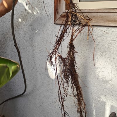 שורשים מחוברים לצינור ביד של אדם עם כפפה