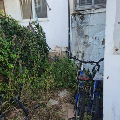 צמחים מטפסים ועשבים שוטים בגינה קטנה