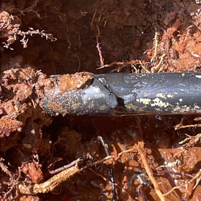 צינור שבור באדמה עם שורשים מסביב