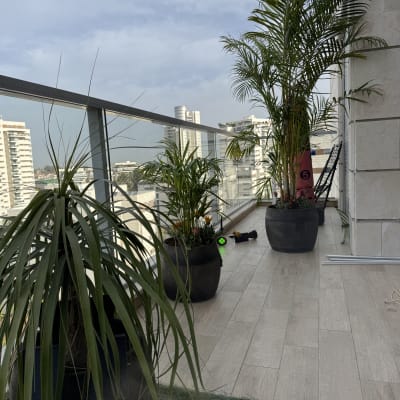 עציצים עם צמחים ירוקים במרפסת עם רצפת עץ