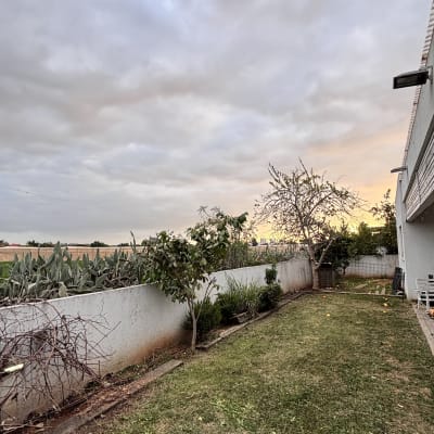 גינה עם דשא, עצים ושיחים ליד קיר