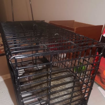 עכברוש בתוך מלכודת מתכת שחורה על שולחן