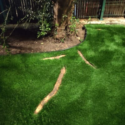 דשא סינתטי סביב עץ עם שורשים חשופים