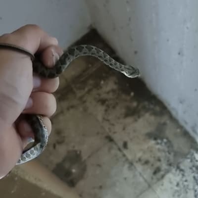 יד מחזיקה נחש קטן בחדר מלוכלך