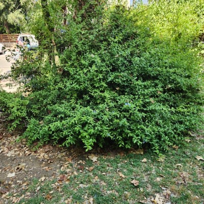 שיח ירוק עם עלים, עלים יבשים על הקרקע