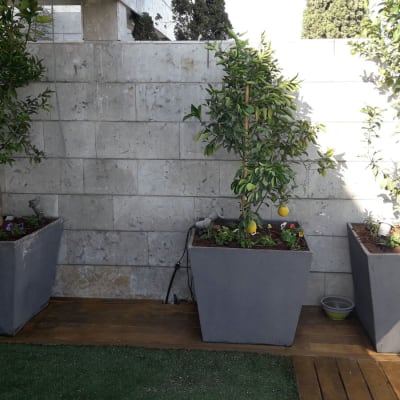 שלושה עצים בעציצים גדולים על דק עץ