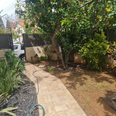 עץ לימון, צינור השקיה, צמחים ירוקים בגינה