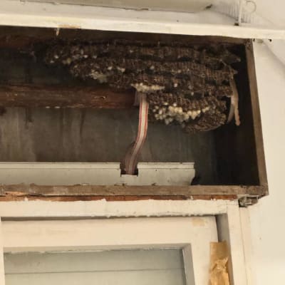 קן דבורים מתחת למזגן, מציג בעיית מזיקים.