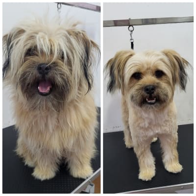 כלב לפני ואחרי תספורת במספרת כלבים