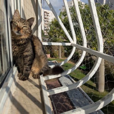 חתול יושב על אדן חלון עם רשת למניעת יונים