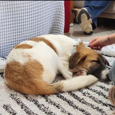 כלב ישן על שטיח, יד מלטפת את ראשו