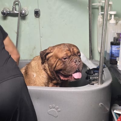 כלב גדול באמבטיה עם ציוד טיפוח לכלבים