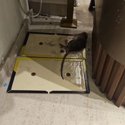 מלכודת עכברים עם עכבר לכוד בפינה