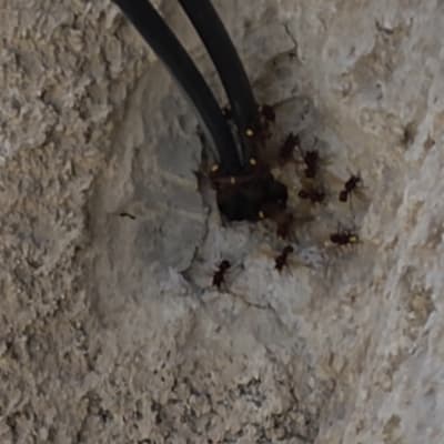 נמלים על קיר ליד כבלים חשמליים