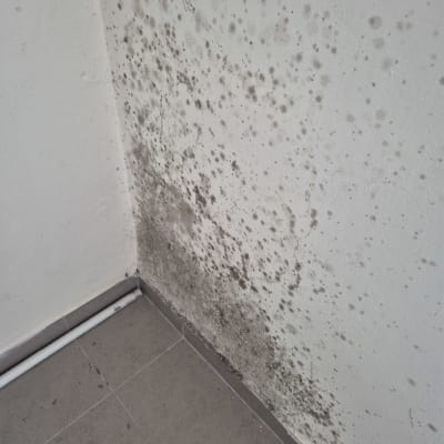 קיר עם עובש ופטריות זקוק לאיטום