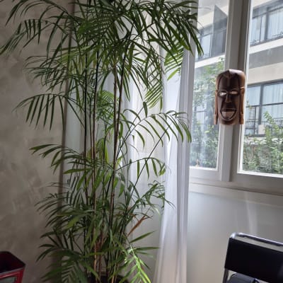 עציץ גדול עם צמח ירוק ליד חלון מואר