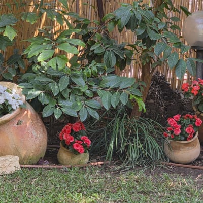 עציצים עם פרחים צבעוניים בגינה