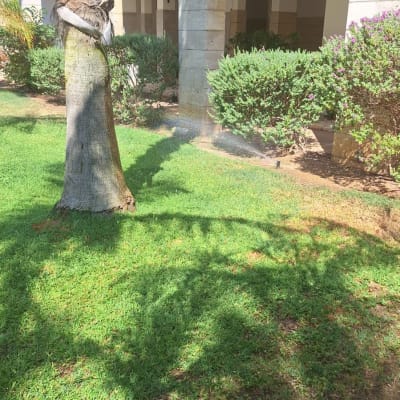 דשא ירוק עם ממטרה פועלת בגינה