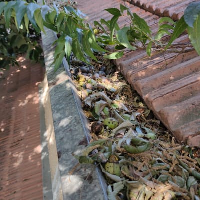 עלים וענפים על גג רעפים עם מרזב