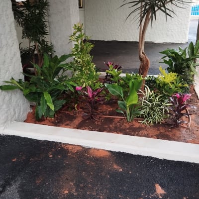 ערוגת פרחים עם צמחים ירוקים ופרחים צבעוניים