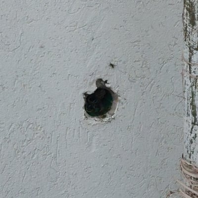 חור בקיר עם חרקים בתוכו