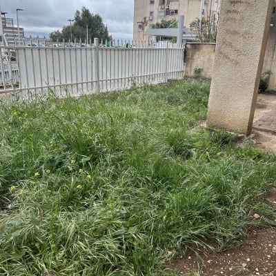 דשא וצמחים בחצר עם גדר ברקע
