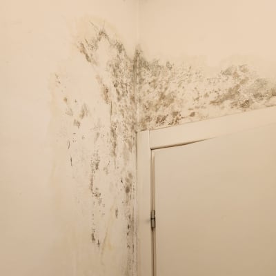 כתמי עובש על קיר ליד דלת