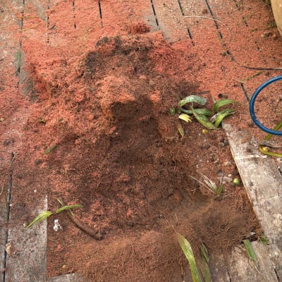 ערימת שבבי עץ על רצפת עץ עם צמחים מסביב