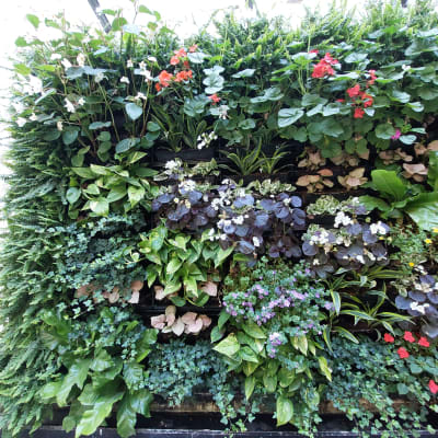 קיר ירוק עם צמחים ופרחים צבעוניים