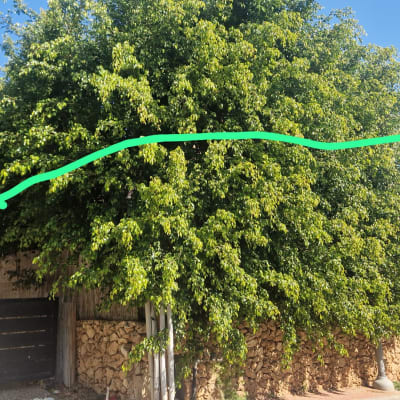 עץ גדול עם קו ירוק לסימון גיזום