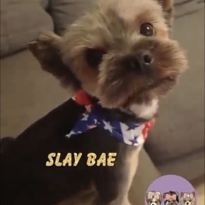 כלב עם צעיף צבעוני לאחר תספורת