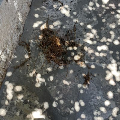 שורשים יבשים על רצפת בטון