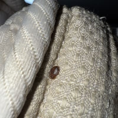 חרק על בד בצבע בז