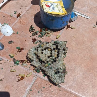 קיני צרעות, זחלים וכלים על רצפה