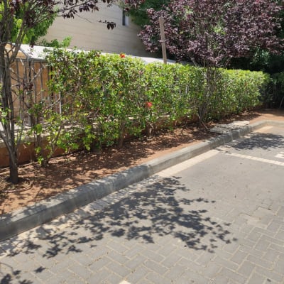 שיחים ועצים ליד מדרכה בשמש