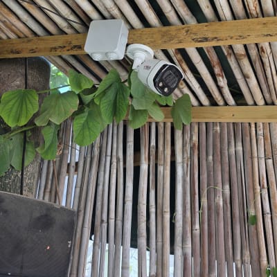 מצלמת אבטחה מותקנת על תקרה עם עלים ירוקים