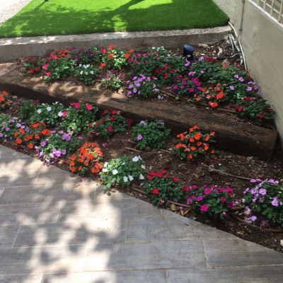 פרחים צבעוניים בגינה עם אדמה וחיפוי עץ