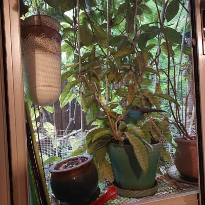 Window frame with plants and netting