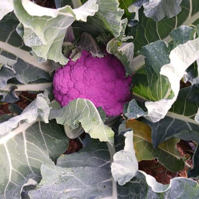 כרובית סגולה מוקפת בעלים ירוקים בגינה