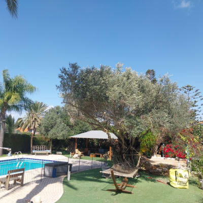 בריכה, עצים וצמחייה בגינה מטופחת