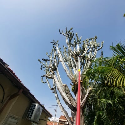 עץ קקטוס עם כלי גיזום אדום