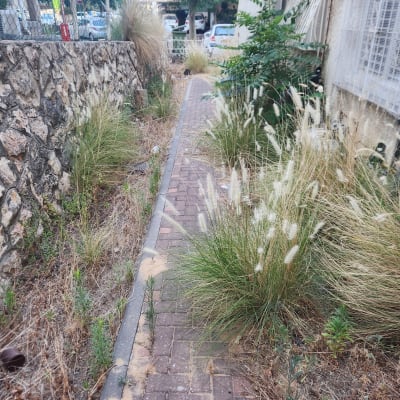 שביל מרוצף עם עשבים שוטים וצמחייה פראית