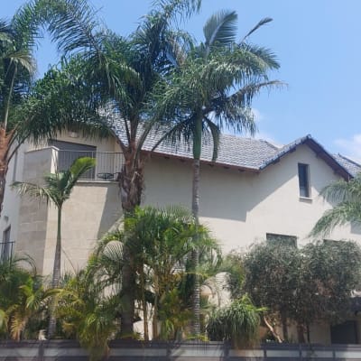 עצים גבוהים ליד בניין מגורים