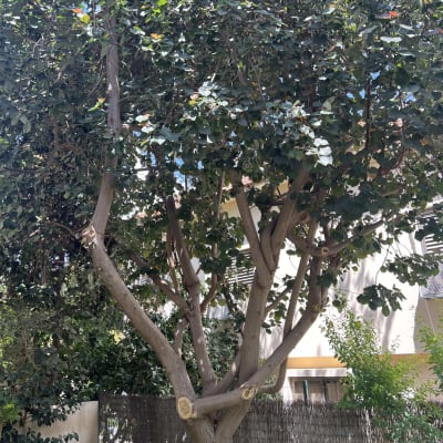 עץ גזום עם ענפים חתוכים בגינה