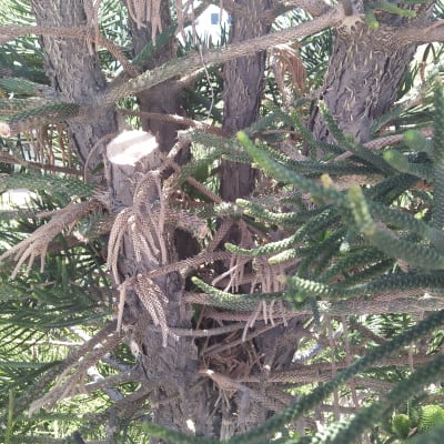 ענפים גזומים על עץ עם סימני חיתוך