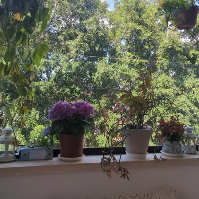 עציצים ופרחים על אדן חלון עם זכוכית