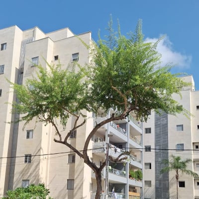 עץ גבוה עם ענפים גזומים ליד בניין מגורים